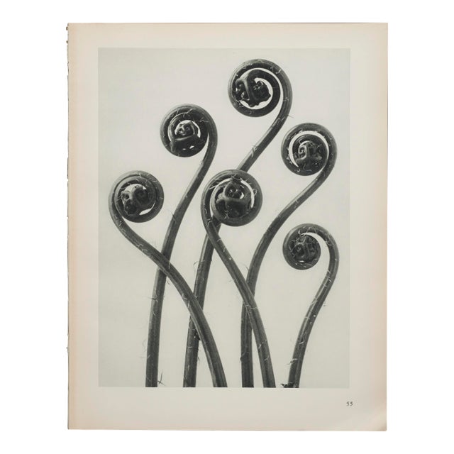 Original Karl Blossfeldt Photogravure Botanical Print For Sale