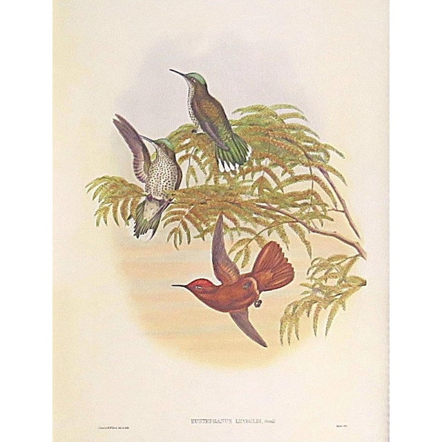 Realism Pair of John Gould Humming Bird Lithographs Prints 1st Edition Framed For Sale - Image 3 of 5