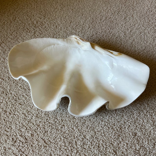 As the largest living species of bivalve mollusk, Tridacna gigas—commonly known as the giant clam—is increasingly rare and...