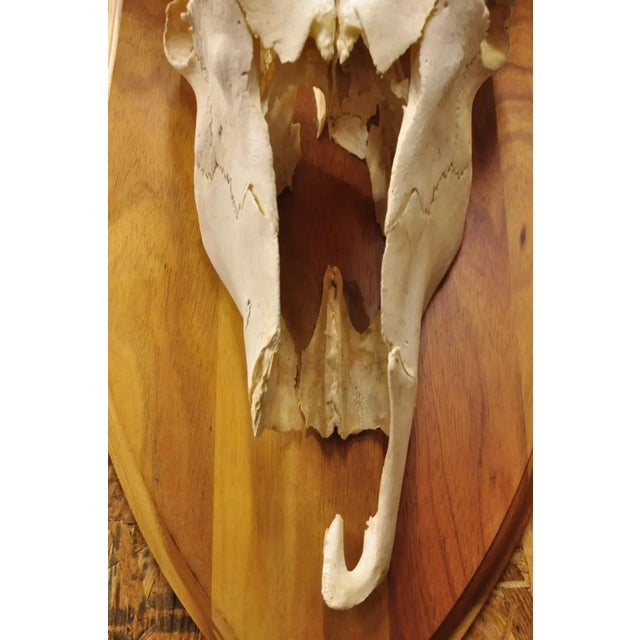 Brown Vintage African Eland Skull Mount With Twisted Horns Taxidermy Cabin Decor For Sale - Image 8 of 10