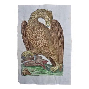 Eagle: A 16th/17th Century Hand-Colored Engraving by Aldrovandi, 1599