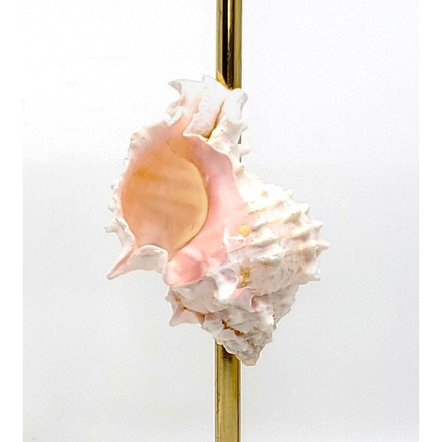 Brass Candlesticks Shells Seashells For Sale - Image 12 of 15