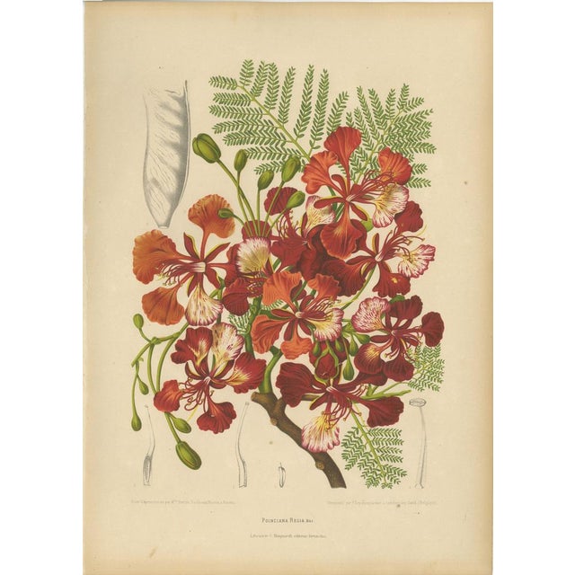 Hoola van Nooten, Royal Poinciana Botanical, 1880, Chromolithograph For Sale - Image 10 of 10