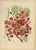 Hoola van Nooten, Royal Poinciana Botanical, 1880, Chromolithograph For Sale - Image 10 of 10