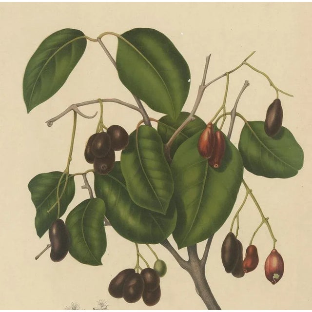 Hoola Van Nooten, Sizygium Jambolanum Java Plum, 1863, Lithograph For Sale - Image 4 of 10