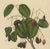Hoola Van Nooten, Sizygium Jambolanum Java Plum, 1863, Lithograph For Sale - Image 4 of 10