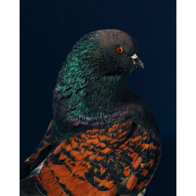 Contemporary Limited Edition Black Modena Bronze Shield Pigeon by Brendan Burden (32x40") For Sale