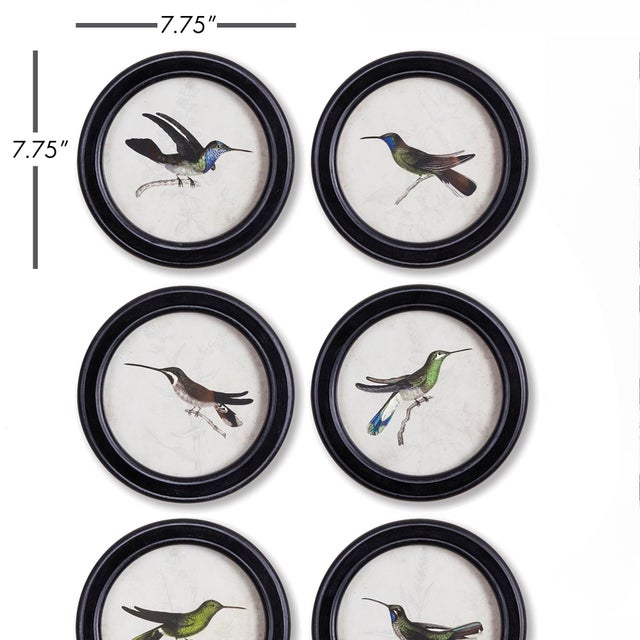 These little Hummingbird Round Framed Prints are an unexpected way to outfit your walls. Illustrated with loving detail,...