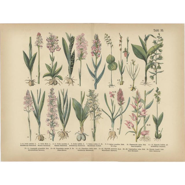 Antique Botanical Charts of German Flora & Orchids Atlas, Stuttgart, 1885, Set of 6 For Sale - Image 4 of 9