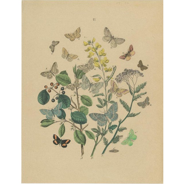 Late 19th Century Anst. v. Hochdanz, Moths & Butterflies on Wildflowers, 1883, Paper, Set of 3 For Sale - Image 5 of 9