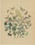 Late 19th Century Anst. v. Hochdanz, Moths & Butterflies on Wildflowers, 1883, Paper, Set of 3 For Sale - Image 5 of 9
