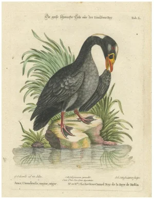 Large Black Duck from Hudsons Bay by Johann Seligmann, 1770, Paper