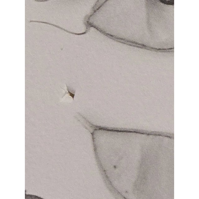 Late 20th Century Bill Pusztai Signed Limited Edition "Seattle Japanese Garden" Photograph & "Black Locust" Botanical Print - Framed Pair For Sale - Image 16 of 16