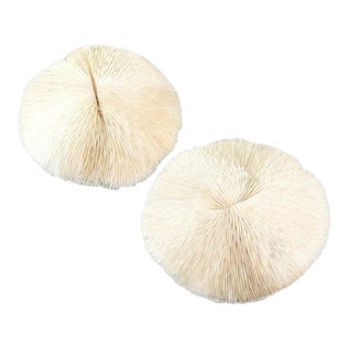Pair Natural Plate Mushroom Coral Skeleton Specimens 6" & 7" Coastal Decor For Sale