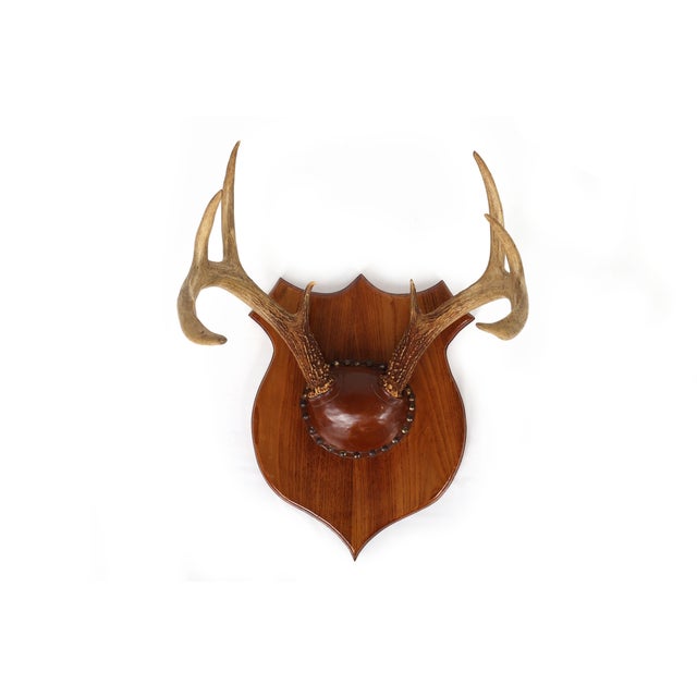Rustic Set of 4 Vintage Mounted Deer Antlers With Leather and Brass Tacks For Sale - Image 3 of 15