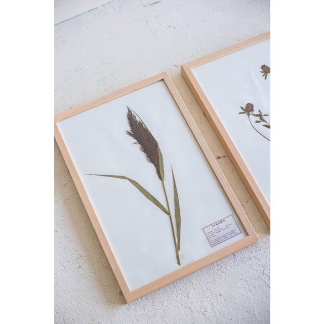 1990s 1990s Vintage French Pressed Botanicals, Set of 12 For Sale - Image 5 of 12