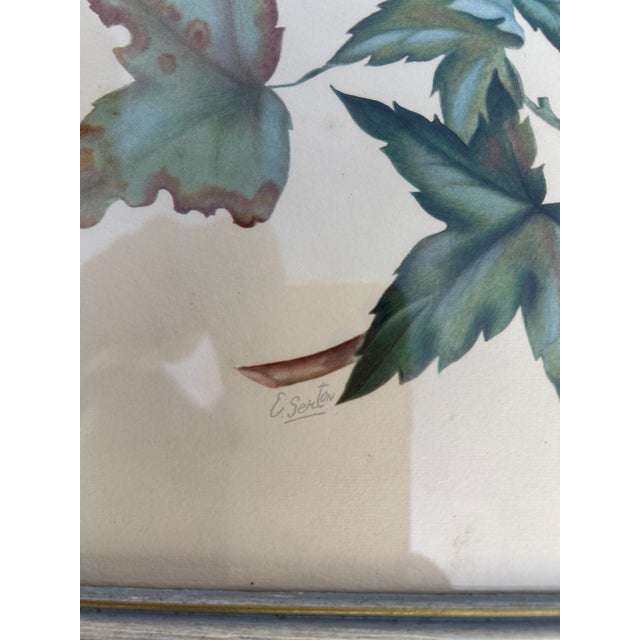 Wood Collection of 4 Parakeet / Budgies Framed Prints by Artist E. Serton For Sale - Image 7 of 9