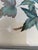 Wood Collection of 4 Parakeet / Budgies Framed Prints by Artist E. Serton For Sale - Image 7 of 9