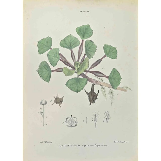 Vincenzo Tenore, The Water Chestnut, Lithograph, 1870s For Sale
