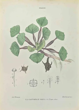 Vincenzo Tenore, The Water Chestnut, Lithograph, 1870s