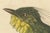 Bearded Barbet, 1808, Paper For Sale - Image 5 of 9