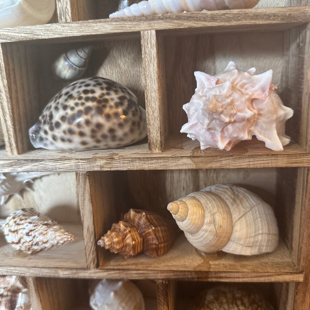 Wood Vintage Curated Seashell Specimen Collection in Wooden Shadow Box Cabinet For Sale - Image 7 of 10