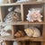 Wood Vintage Curated Seashell Specimen Collection in Wooden Shadow Box Cabinet For Sale - Image 7 of 10