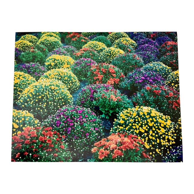 "Chrysanthemums, Park Avenue, New York" Contemporary Plein Air Photograph Print by Louise Weinberg For Sale