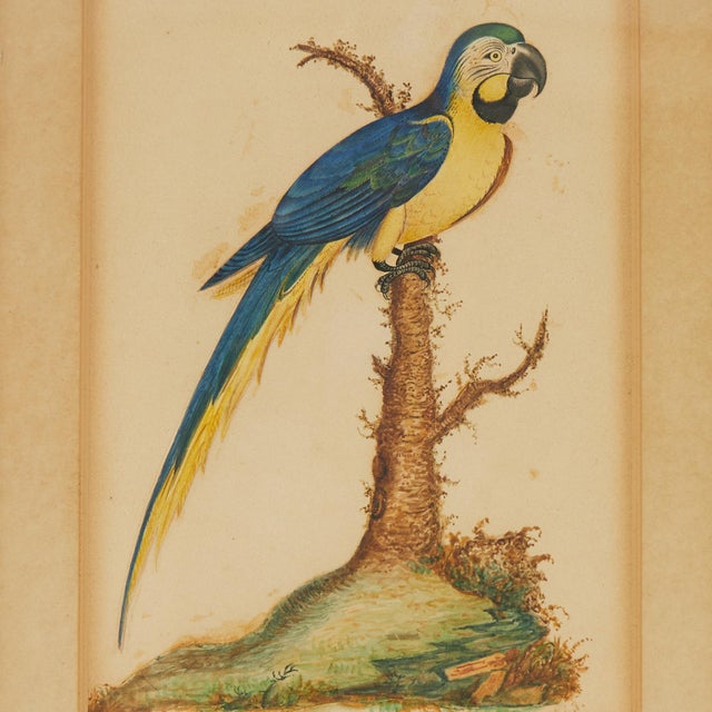 Framed Antique Watercolor of a Parrot For Sale - Image 4 of 8