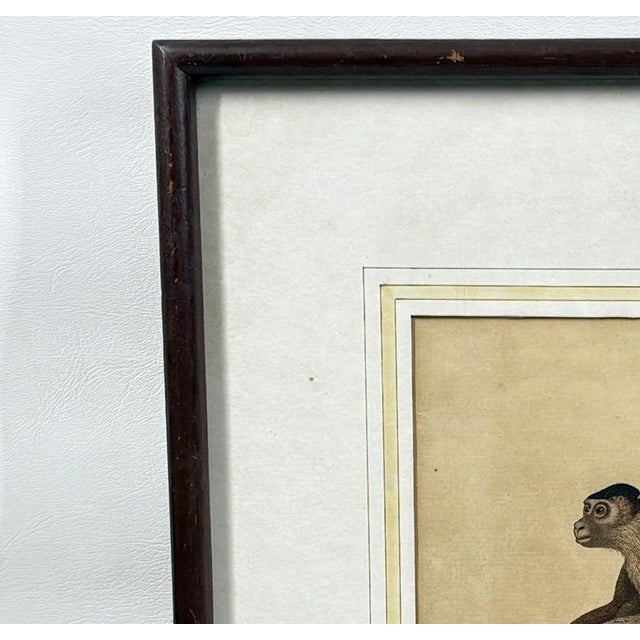 Late 18th Century The Maimon, or Pig-Tailed Baboon - An Exceptional 18th-Century Natural History Engraving For Sale - Image 5 of 11