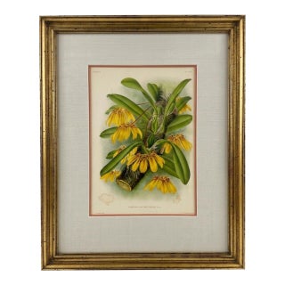 1890s Gilt & Slub Linen Framed Lindenia Orchid Print Curated by Turtle and Crane - Palm Beach Regency Maximalist For Sale