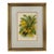 1890s Lindenia Orchid Chromolithograph, Gilt Frame For Sale