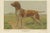 Th. Breidwiser, Hound Dog, 1879, Paper For Sale