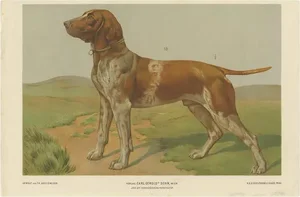Th. Breidwiser, Hound Dog, 1879, Paper