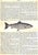 "Cassell's Household Guide: A Complete Encyclopedia of Domestic and Social Economy" 1887 For Sale In New York - Image 6 of 12