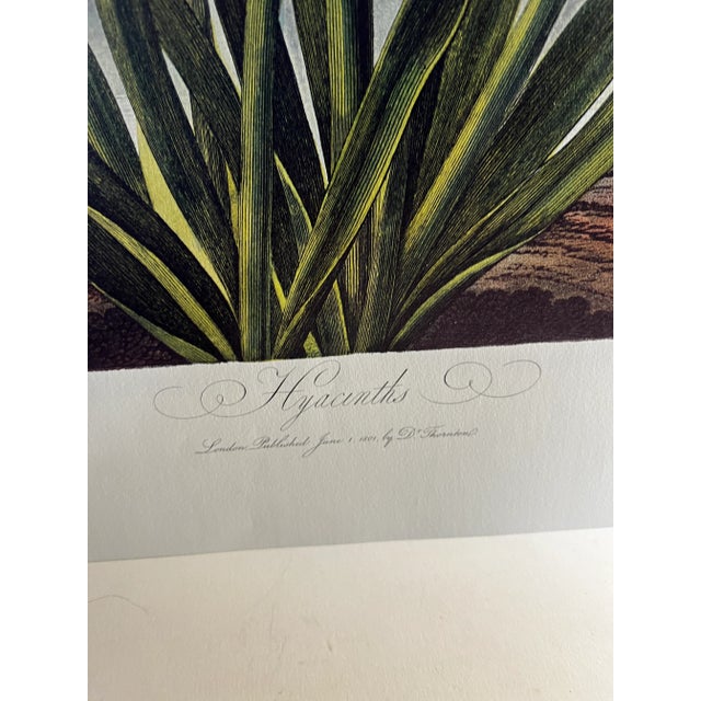 2008 Hyacinths Temple of Flora Print For Sale - Image 4 of 5
