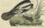 Sepp & Nozeman, Dutch Bird, 1809, Paper For Sale - Image 6 of 10