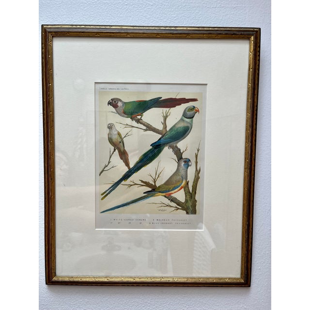 Traditional Framed “Parakeets” Bird Lithographs - a Pair by John Cassell For Sale - Image 3 of 12