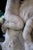 Antique mid to late 19th century Italian carved marble fountain of extraordinary detail, depicting Putti wrestling a...