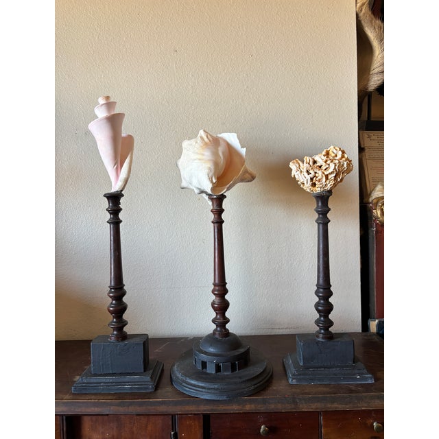 3 Baroque Mounted Seashell Specimens Displays on 19th Century Dark Wooden Stands For Sale - Image 11 of 11