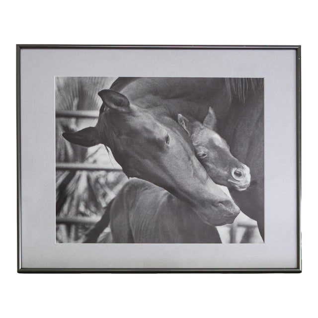 Black and White Equestrian Photography Mare Horse and Baby Foal For Sale