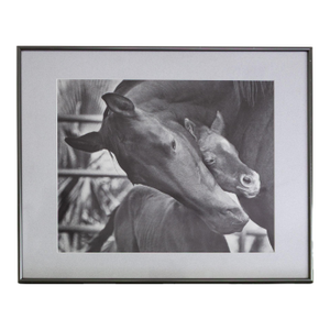 Black and White Equestrian Photography Mare Horse and Baby Foal