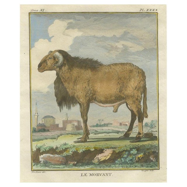 After Jacques de Sève, Morvant Ram, 1769, Print For Sale - Image 9 of 9