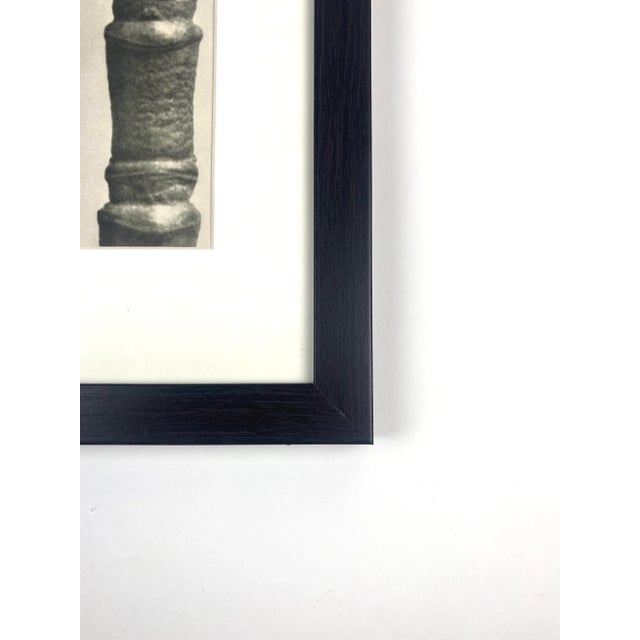 Photorealism 1940s Framed Botanical Blossfeldt Print - No. 106 For Sale - Image 3 of 5