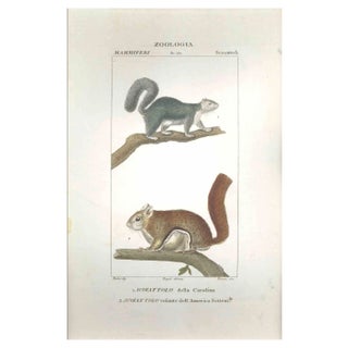 Pierre Jean François Turpin, Squirrels-Zoology-Plate 360, Etching, 1831 For Sale