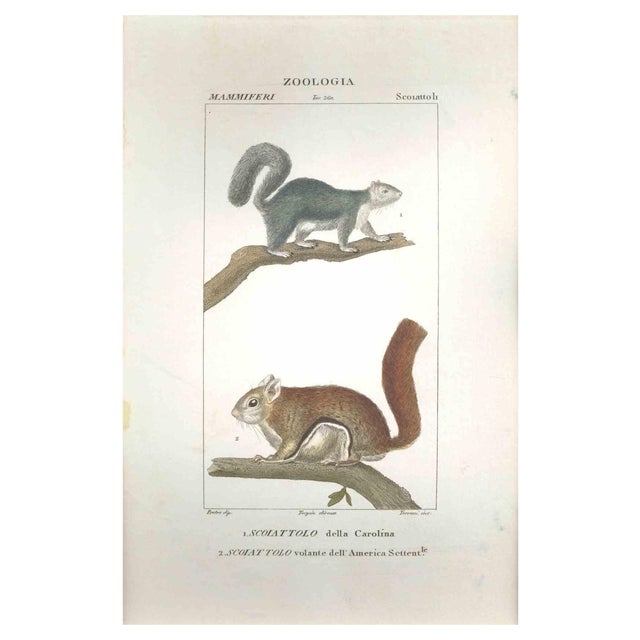 Pierre Jean François Turpin, Squirrels-Zoology-Plate 360, Etching, 1831 For Sale