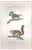 Pierre Jean François Turpin, Squirrels-Zoology-Plate 360, Etching, 1831 For Sale