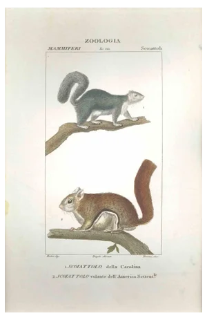 Pierre Jean François Turpin, Squirrels-Zoology-Plate 360, Etching, 1831