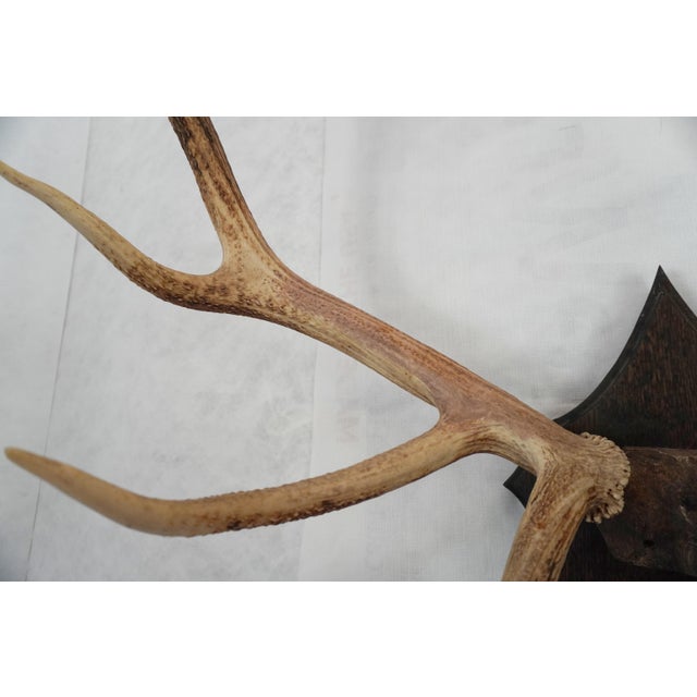 Elk Antler Mounted on Wooden Plaque For Sale - Image 10 of 16
