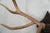 Elk Antler Mounted on Wooden Plaque For Sale - Image 10 of 16